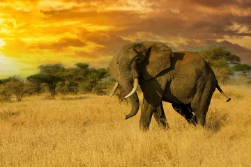 Zelfklevend Fotobehang Large bull african elephant in the savannah under orange colorful sky © Mat Hayward