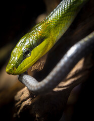 Detail photo of green tree snake