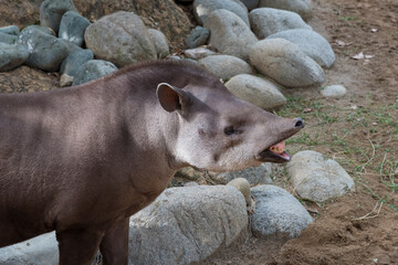 Amazon tapir at the zoo