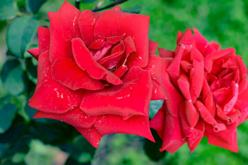 beautiful red rose flowers in garden