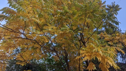 Tree with Yellow leaves
