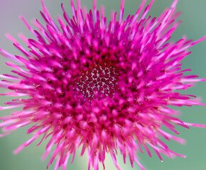 pink thistle flower close up