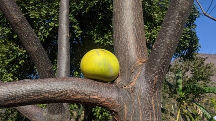 Ripened Autumn fruit in winter