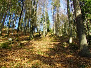 Temperate, deciduous beech forest