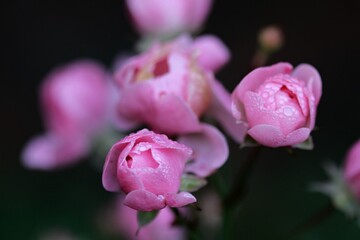 FLEUR