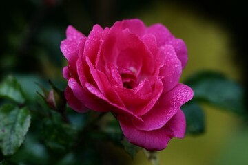 FLEUR
