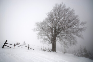 A lone tree covered with frost stands in the winter fog among the mountains. Selective focus. Blurred background.