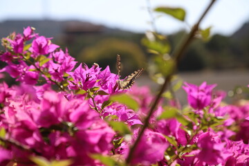 Butterfly on a pink flower, macro shot
