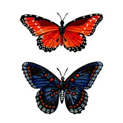 Fototapeta na wymiar Blue and orange butterflies for cards, posters and design. Hand drawn colorful gouache painting