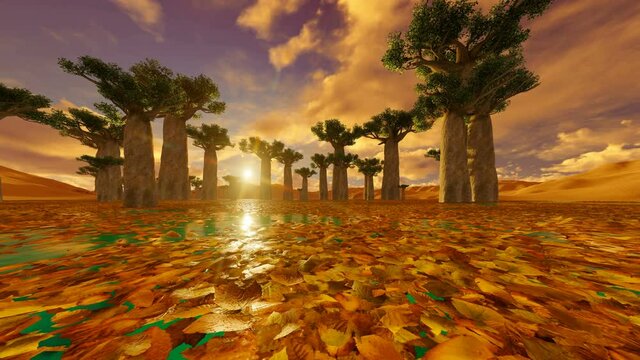 Baobab trees under amazing sunset