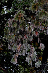 Early frost makes graceful fall of pine needles reflecting upcoming winter season.  Location is...