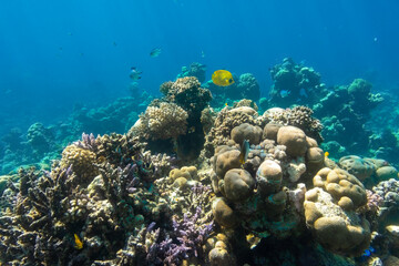 Butterflyfish (Masked, Chaetodon) in the coral reef, Red Sea, Egypt. Bright yellow striped tropical fish in the ocean, clear blue turquoise water. Underwater photo.