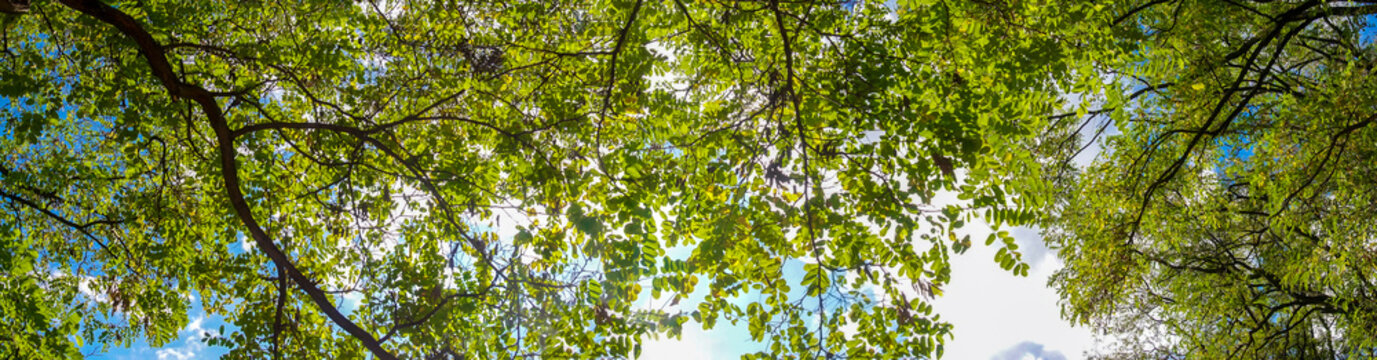 Tree branches with fresh green leaves in the forest. Bright lush foliage. Looking up into the treetops and blue sky, ground view, from below. Spring or summer sunny day. Panoramic photo.