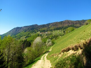 Fototapeta na wymiar Scenic view of village Jamnik bellow Jelovica, Gorenjska, Slovenia in spring with white blooming trees