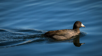 An American Coot duck swimming in water
