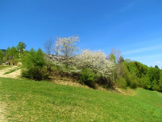 White blooming fruit trees on a meadow