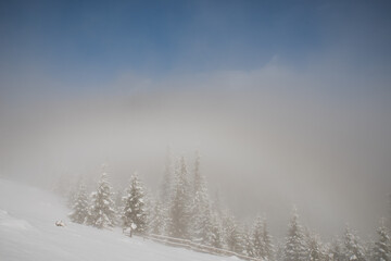 Fototapeta premium Trees in the mountains, covered with fresh snow and frost. Foggy morning winter landscape.