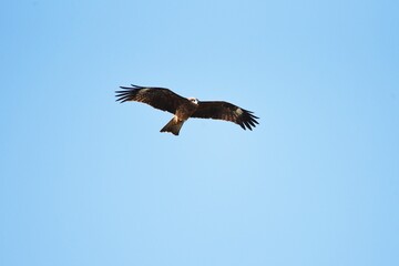 Black kite on the beach.