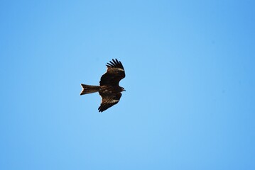 Obraz premium Black kite on the beach.