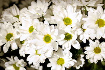A bouquet of daisies. Flower. Large daisies. Petals. Close-up