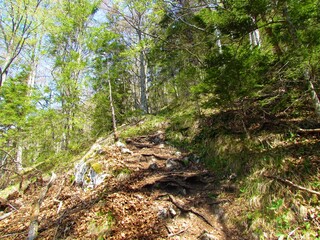 Mixed broadleaf and conifer forest with beech and spruce in spring