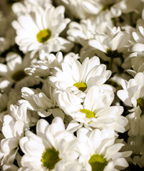 Obraz na płótnie Canvas A bouquet of daisies. Flower. Large daisies. Petals. Close-up