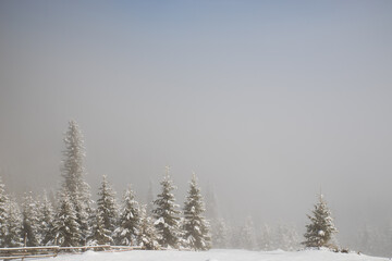 Trees in the mountains, covered with fresh snow and frost. Foggy morning winter landscape.