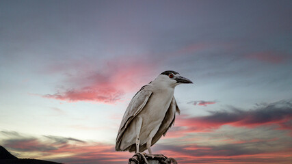 BIRD FLYING 3