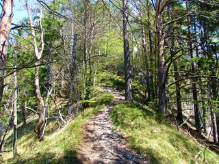 Mixed broadleaf and conifer forest of beech and pine in spring