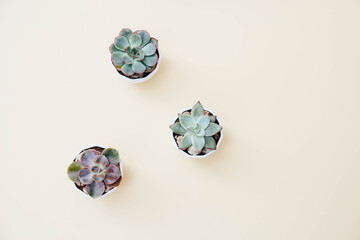 Three tiny succulents in white pots on light beige background. Scandinavian style interior decoration