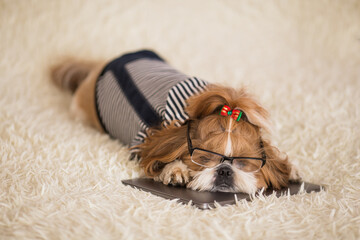Shih Tzu dogs with glasses looking into laptop. Dog Using a Laptop while lying in Bed at Home.