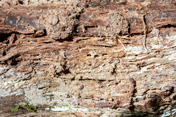 Real texture of natural old wood