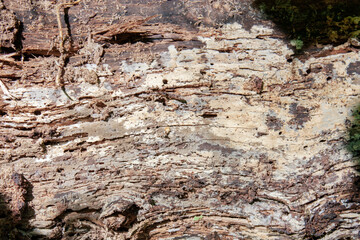 Real texture of natural old wood