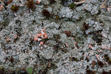pink earth lichen, both fruiticose and crustose