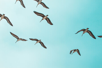 SEAGULLS IN FLIGHT