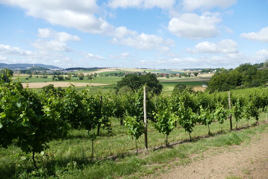 Weinberg am B&ouml;ddiger Berg in Felsberg an der Eder
