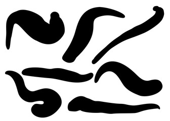 Medical leeches for procedures in a set.