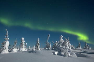 Fototapeta na wymiar Magical Northern lights (Aurora borealis) during moonlit night seen above Riisitunturi national park, Northern Finland, Europe
