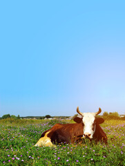 Image of a large spotted cow sleeping in a flower field. Cow, meadow, flowers, blue sky, vertical view.