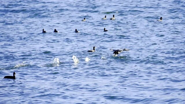 湖の鳥