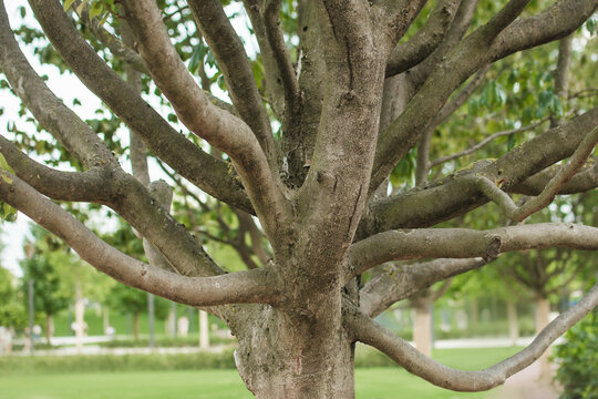 the trunk of a Parrotia persica tree with many branches. Persian ironwood tree in the park