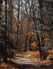 autumn in the forest