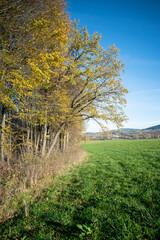 Fototapeta premium Colorful autumn trees with yellow leaves. Autumn trees on blue sky.