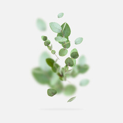 Flying fresh green branches of eucalyptus on light gray background. Flat lay, top view, mock up. Nature eucalyptus leaves background. Eucalyptus branches pattern. Floral frame, layout for design