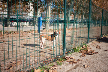 One dog in a fenced area. Walking dogs in the city.