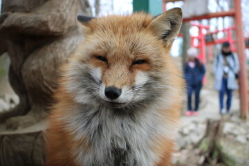 red fox vulpes