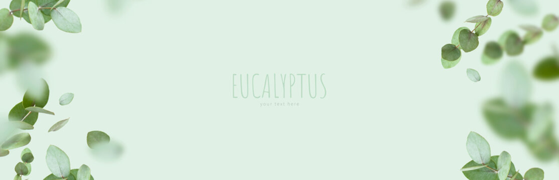 Flying fresh green branches of eucalyptus on light green background. Flat lay, top view, mock up. Nature eucalyptus leaves background. Eucalyptus branches pattern. Floral frame, layout for design