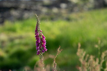 The Purple foxglove (Digitalis purpurea)