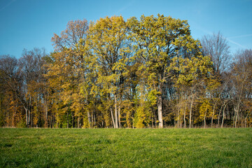 Colorful autumn trees with yellow leaves. Autumn trees on blue sky.