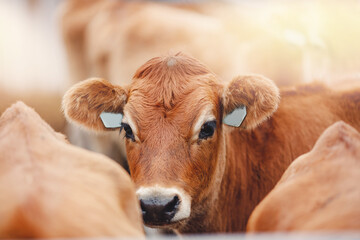 Portrait of red hairy jersey smile cow funny face, big ears showing tongue